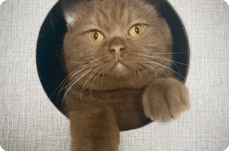 Female cat online accessories